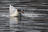 Mediterranean Gull, Richmond Park-Shawfield, Glasgow