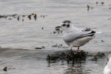 Little Gull, Cardwell Bay-Gourock, Clyde