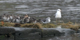 Greenshank, Erskine, Clyde