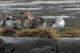 Black-tailed Godwit & Greenshank, Erskine, Clyde