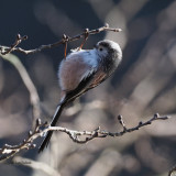 Long-tailed Tit, Dalmarnock-Glasgow, Clyde