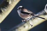 Long-tailed Tit, Dalmarnock-Glasgow, Clyde