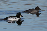 Goldeneye, Strathclyde Loch, Clyde