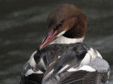 Goosander, Hogganfield Loch, Glasgow