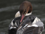 Goosander, Hogganfield Loch, Glasgow