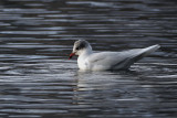 Mediterranean Gull, Richmond Park-Shawfield, Glasgow