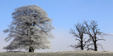 Frosty & foggy morning near Strathblane
