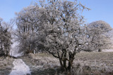 Frosty & foggy morning near Strathblane