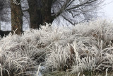 Frosty & foggy morning near Strathblane