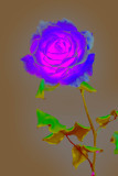 lab-colored rose