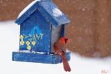 Cardinal rouge - Northern Cardinal