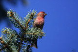 Roselin familier - House Finch