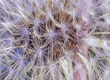 Dandelion crop