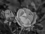 Plant Life
