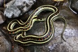 Garter Snake
