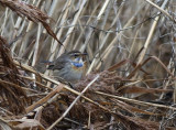 Bluethroat (Cyanecula svecica) 