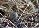 Bluethroat (Cyanecula svecica)