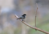 Semi-collared Flycatcher (Ficedula semitorquata)