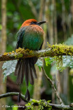 Broad-billed Motmot