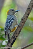 Red-crowned Woodpecker (female)