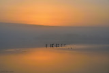 Cranes