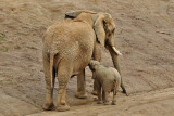 SAN DIEGO SAFARI PARK