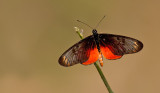Acraea pseudegina