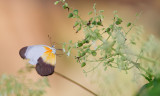 Mylothris chloris