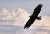 BIRDS OF PREY