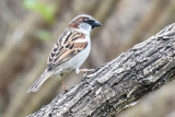 House Sparrow, Male