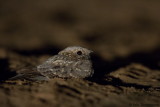 Nubian Nightjar
