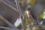 Dead Sea Sparrow