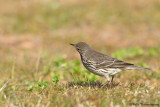 Siberian Buff-bellied Pipit