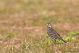 Siberian Buff-bellied Pipit