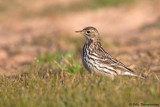 Red-throated Pipit