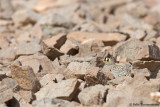 Lichtenstein's Sandgrouse