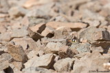 Lichtensteins Sandgrouse