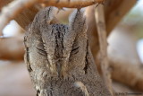 Pallid Scops Owl