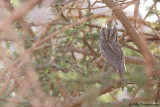 Pallid Scops Owl