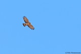 Crested Honey Buzzard