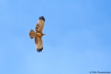 Crested Honey Buzzard