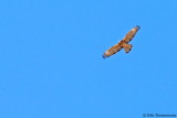 Crested Honey Buzzard