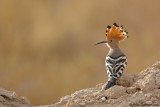 Eurasien Hoopoe