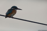 European Kingfisher