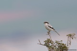 Great Grey Shrike