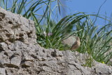 Long-billed Pipit