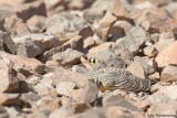 Lichtensteins Sandgrouse