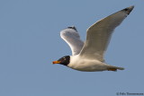 Pallas Gull