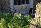 Rome cats stay here in a sanctuary. Rome has no kill law.