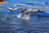 Park admission included a dolphin show.